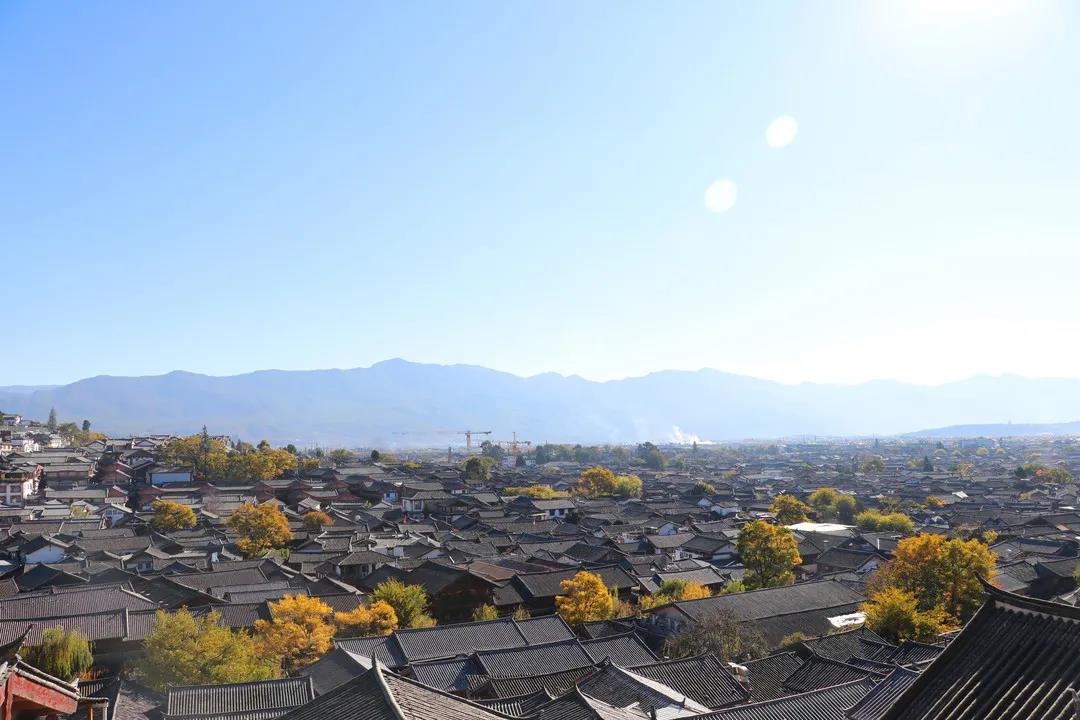 藏在麗江古城街頭巷尾的樹，一入冬就美成了畫