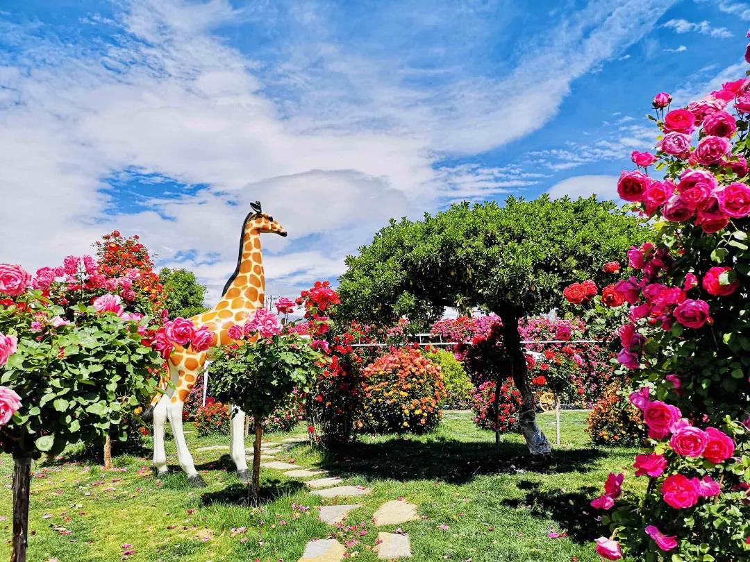 周末去哪兒？麗江這里花開成海，把園區(qū)打造成湖濱公園景區(qū)快來打卡！