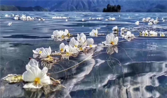 麗江旅游 戲水、弄花！瀘沽湖最美的季節(jié)到了！