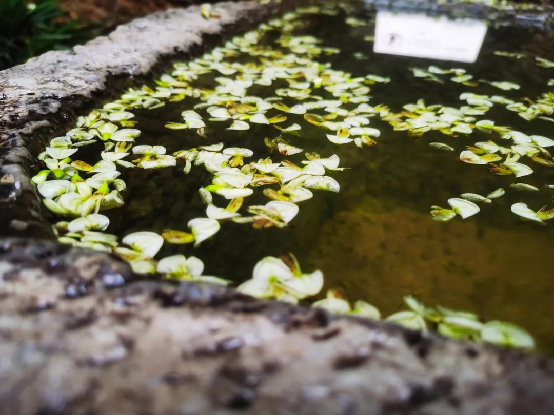 門前老槐又開花，七月來麗江古城這座百年老宅賞花聽雨