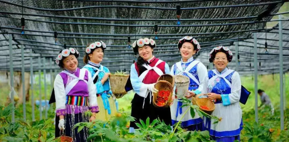 50000多畝洋芋花開！太安迎來一年中的最美季節(jié)~
