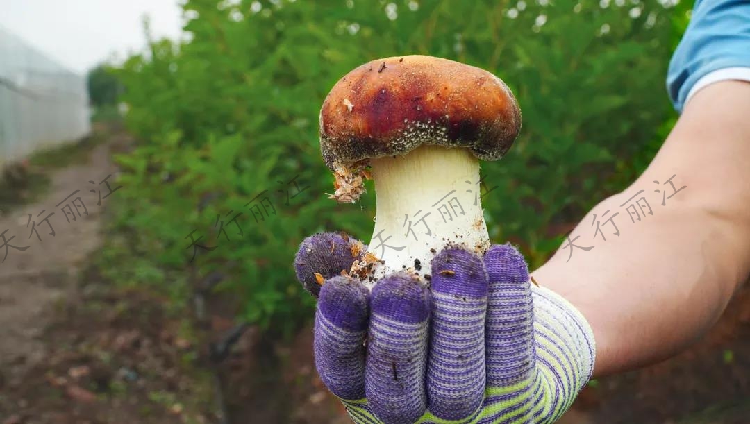 距離城區(qū)不到20分鐘！竟藏著一處可以采菌子的