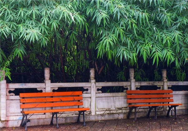 煙雨繚繞，黑龍?zhí)杜c詩平分秋色