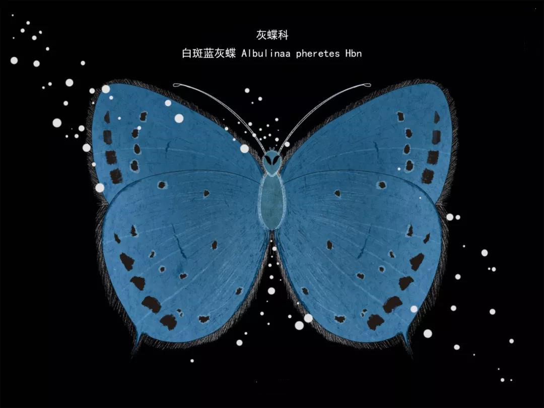 麗江傳媒公司：什么是玉龍雪山生物多樣性之美？且看這一只只“會(huì)飛的花朵”