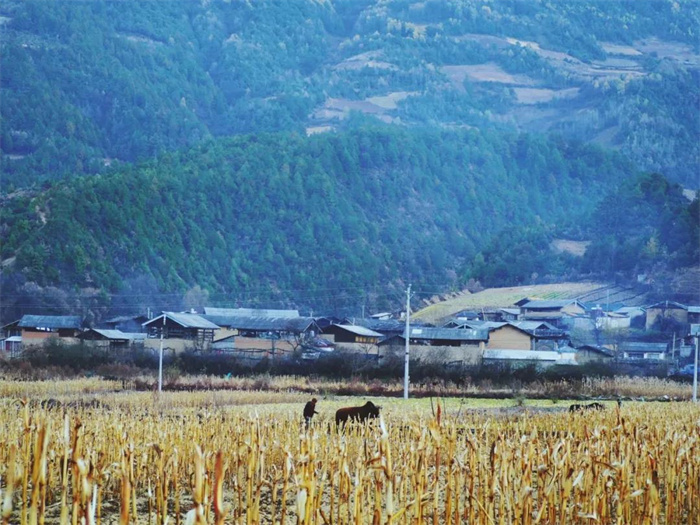 麗江特色節(jié)日：“殺年豬”對麗江人來說有多重要？